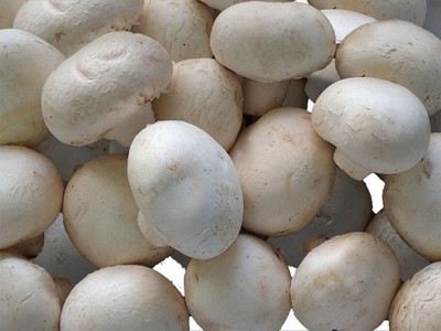 Paudha Mushroom Herb Seed(15 per packet)