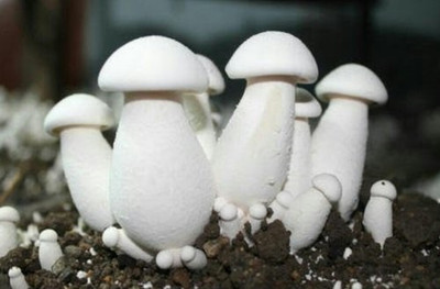 XOLDA Mushroom Herb Seed(37 per packet)