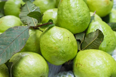 Paudha Guava Hybrid Fruit Seed(15 per packet)