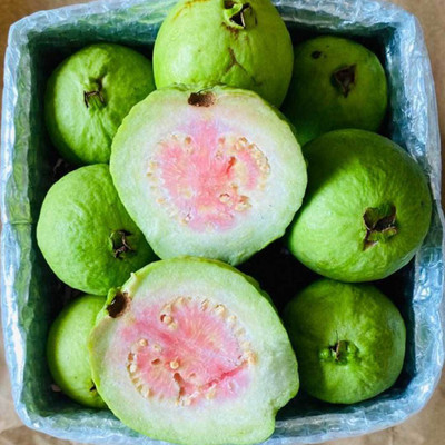XOLDA Guava Hybrid Fruit Seed(35 per packet)