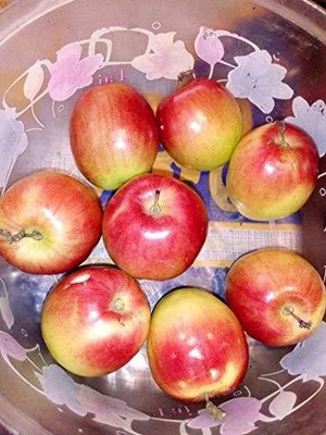 Decon Apple Seed(10 per packet)