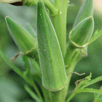 MKR Enterprises Red Okra Seed(890 per packet)