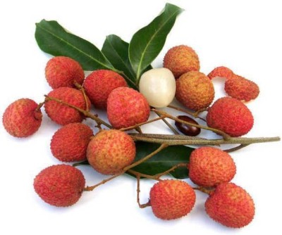 Chalisa Litchi, Lichi, Lychee Seed(15 per packet)