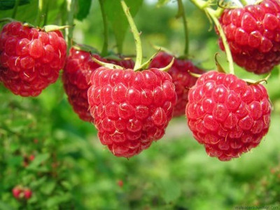 XOLDA Raspberry Hybrid Fruit Seed(17 per packet)