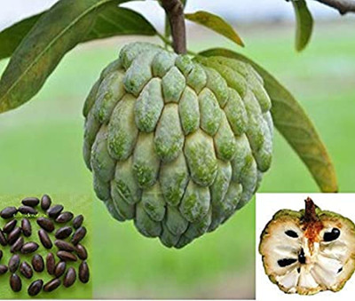SM Exports Casturd apple fruit seeds 10 seeds per pack. Seed(10 per packet)