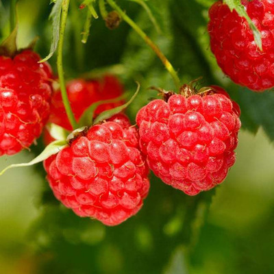 XOLDA Raspberry Hybrid Fruit Seed(17 per packet)
