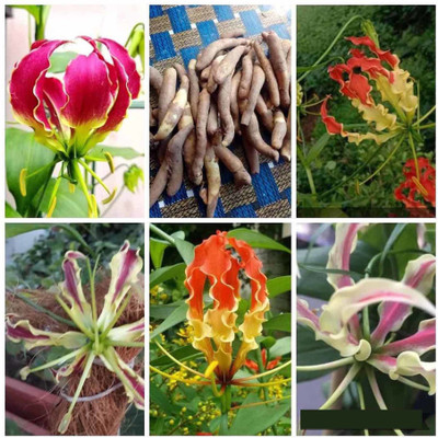 bloomaura Gloriosa Superba Flame Lily Seed(2 per packet)