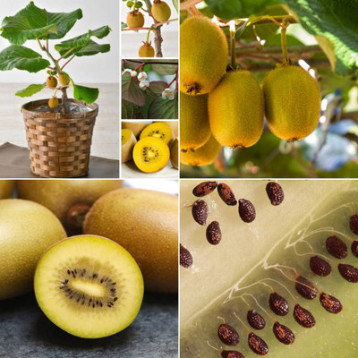 M-Tech Gardens Kiwi Seed(50 per packet)