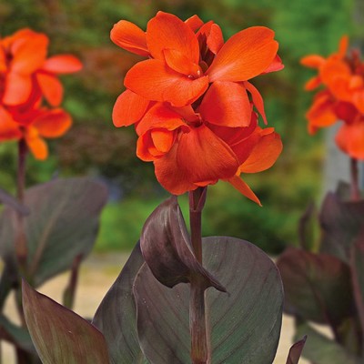 bloomaura Canna Lily Seed(2 per packet)