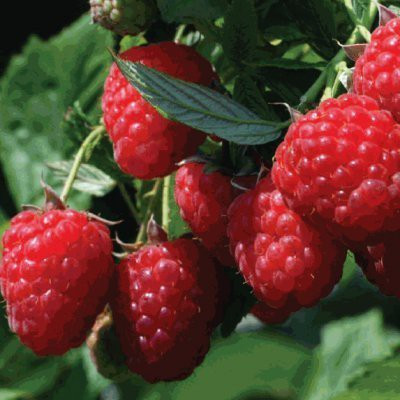 XOLDA Raspberry Hybrid Fruit Seed(15 per packet)