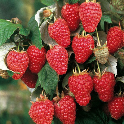 XOLDA Raspberry Hybrid Fruit Seed(15 per packet)