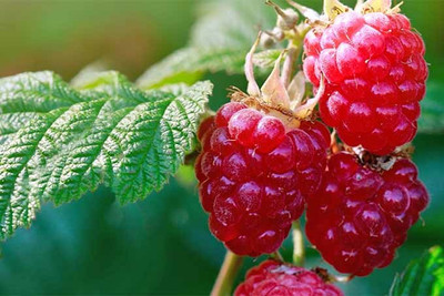 XOLDA Raspberry Hybrid Fruit Seed(15 per packet)