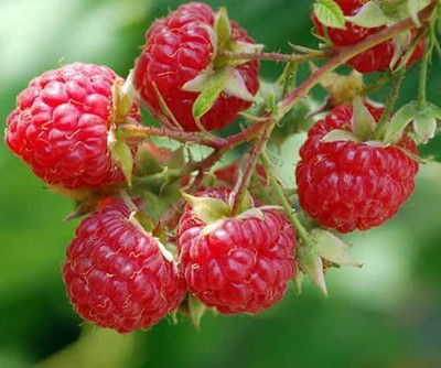 XOLDA Raspberry Hybrid Fruit Seed(15 per packet)