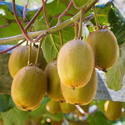 Paudha Kiwi Hybrid Fruit Seed(56 per packet)