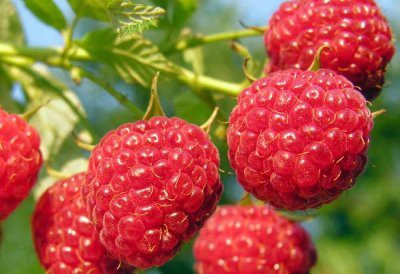 XOLDA Raspberry Hybrid Fruit Seed(15 per packet)