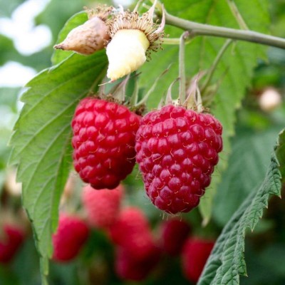 XOLDA Raspberry Hybrid Fruit Seed(15 per packet)