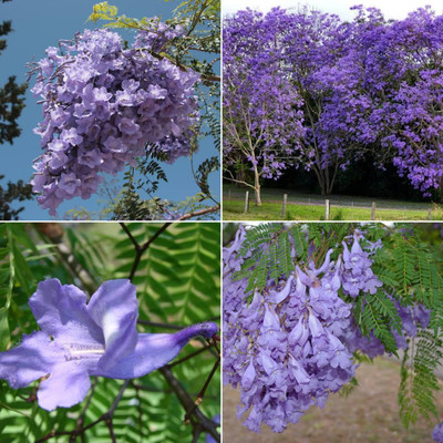 M-Tech Gardens Jacaranda Seed(20 per packet)