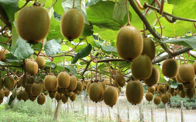 XOLDA Kiwi Hybrid Fruit Seed(15 per packet)