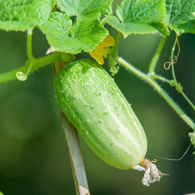 VibeX ® VMR-666 Cucumber F-1 Hybrid Seed(200 per packet)