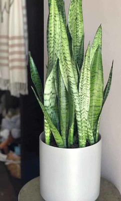 bloomaura snake plant Seed(1 per packet)