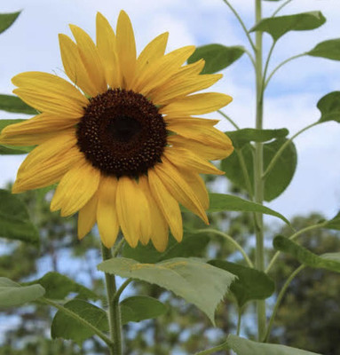 bloomaura Sunflower Seed(10 per packet)