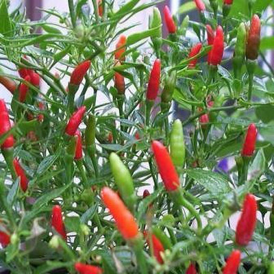 TRICONE Chilli Seed(185 per packet)