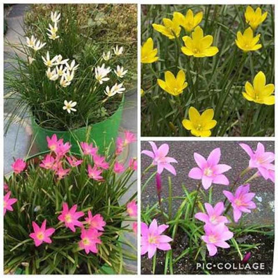 bloomaura Rain Lily Seed(10 per packet)