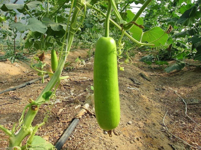 WILLVINE PAU-113 Dichondra Bottle Gourd Seeds-100 Seed(100 per packet)