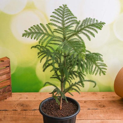 Oxygreenplant Christmas Tree Plant(Hybrid, Pack of 1)