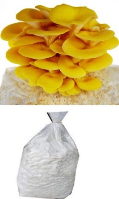 BM MUSHROOM Golden yellow oyster mushroom spawn Seed(400 per packet)