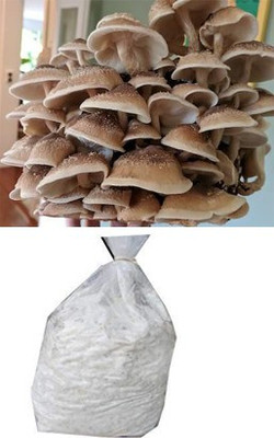 BM MUSHROOM Shiitake Mushroom Spawn Seed(400 g)