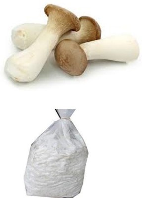 BM MUSHROOM King Oyster Mushroom spawn Pleurotus eryngii Seed(400 g)