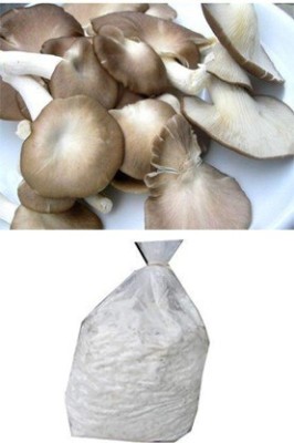 B.M.ENTERPRISE BM MUSHROOMS Sajor Caju Oyster Mushroom Spawn Plus PP Bags Seed(200 g)