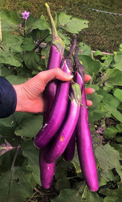 dpays Brinjal Seed(100 per packet)