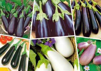 VibeX ® LXI-677 Eggplant Aubergine Long Mix Brinjal Seed(200 per packet)