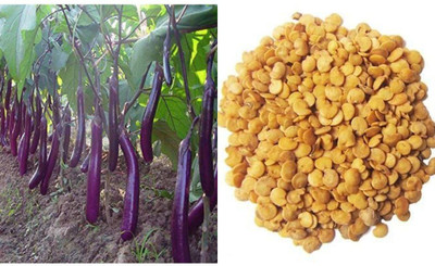 MondalNursery Brinjal Seed(50 per packet)