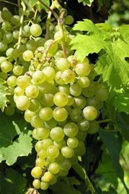 DAIVISH Grapes Plant(Pack of 1)