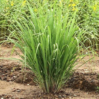 XOLDA Lemon grass Seed(25 per packet)