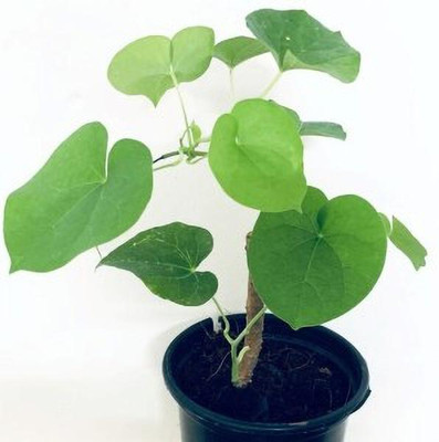 Amazing Gurden Giloy Plant(Hybrid, Pack of 1)