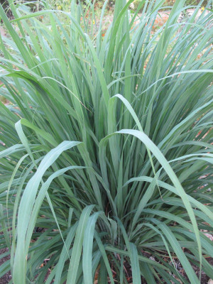 Mohomaya Lemon Grass Plant(Hybrid, Pack of 1)