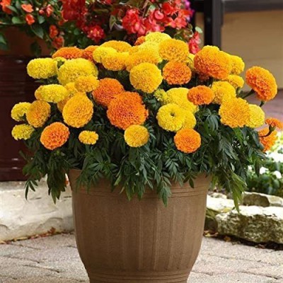 KANAYA Marigold French Flower Seed(15 per packet)