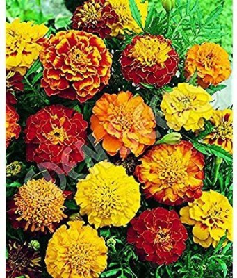 MKR Enterprises Marigold Seed(1000 per packet)