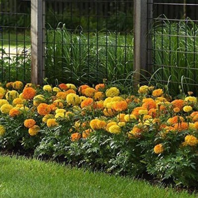 KANAYA African Marigold Flower Mix GMO Free Seed(20 per packet)