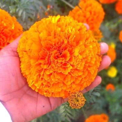 MKR Enterprises Marigold Seed(250 per packet)