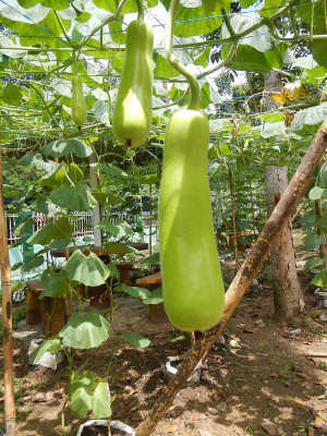 VNR Upl Bottle-Gourd (lokki) Vegetable Hybrid Variety Seed(30 per packet)