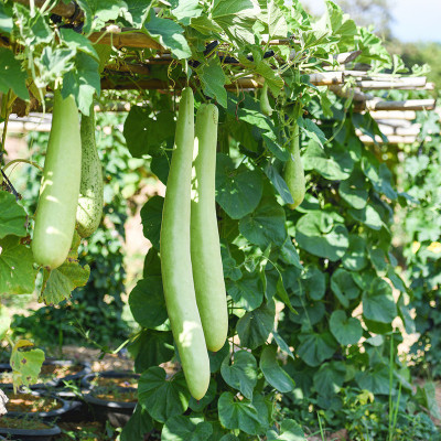 VNR Fresh Bootle Gourd (lokki) Vegetable Seed(100 per packet)
