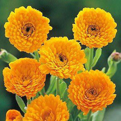 KANAYA Marigold Gulzafri Flower Seed(15 per packet)