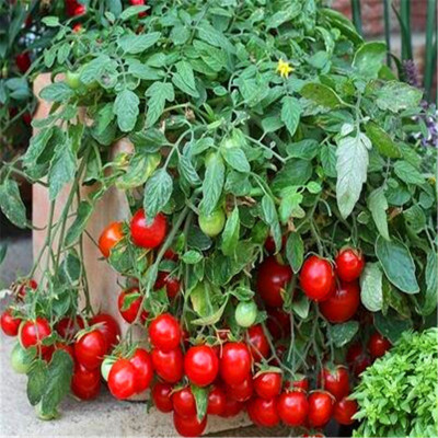 Jevik Tomato Seed(20 per packet)