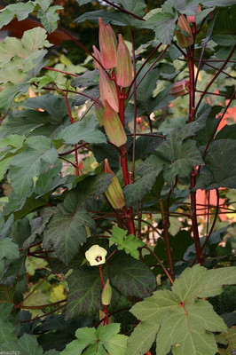 CYBEXIS GBPUT-10 - Lady Finger Red Okra Bhindi Gumbo - (450 Seeds) Seed(450 per packet)
