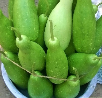 FRESHO Upl Bottle-Gourd (lokki) Vegetable F1 Hybrid Variety Seed(70 per packet)